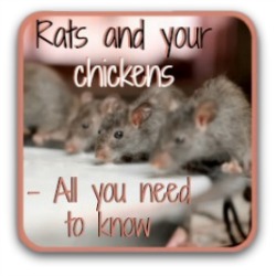 Need more information about how to get rid of rats?