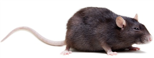 Pest control : rats, mice, your chickens and you.