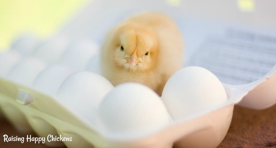 Storing Fertile Chicken Eggs Five Steps To Your Success 