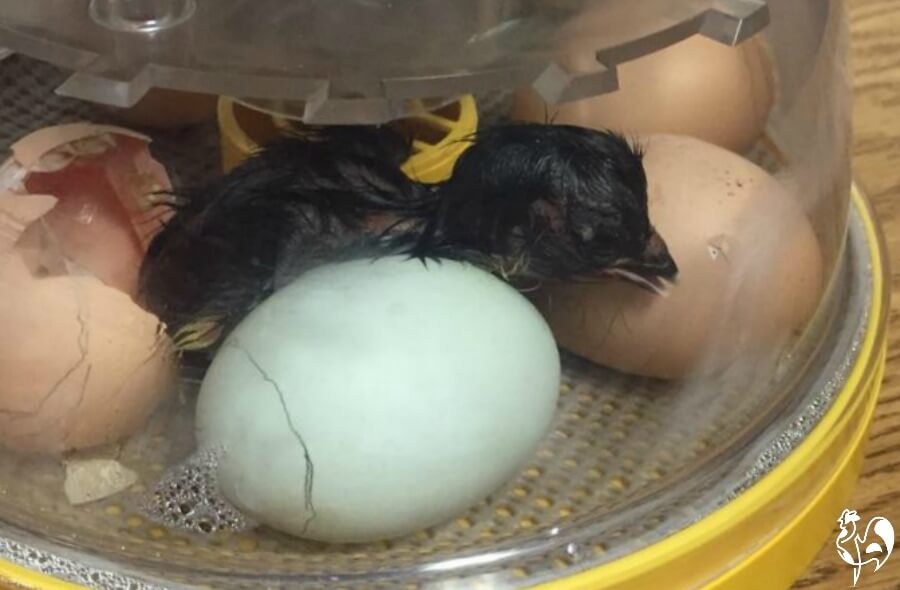  smallest chicken incubator - a little gem to hatch little gems