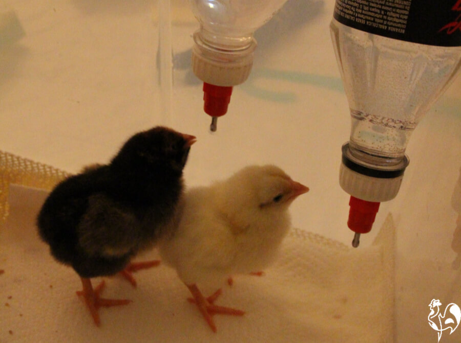 From Egg Incubator To Brooder When To Move Chicks