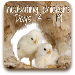 Hatching Chickens Days 8 To 13 Of Incubation