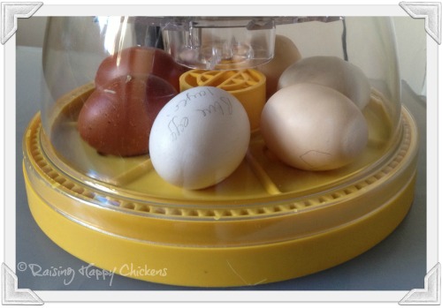 The eggs, three days and 1500 miles later, safely in their incubator.