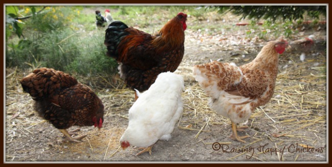 Sudden Death Syndrome: why chickens sometimes die without explanation.