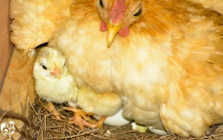 Raising Happy Chickens