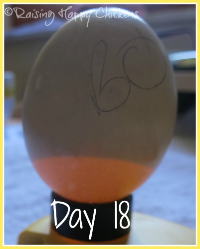 Chicken egg hatching day 19