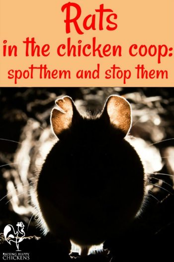 How to get rid of rats from your chicken coop.