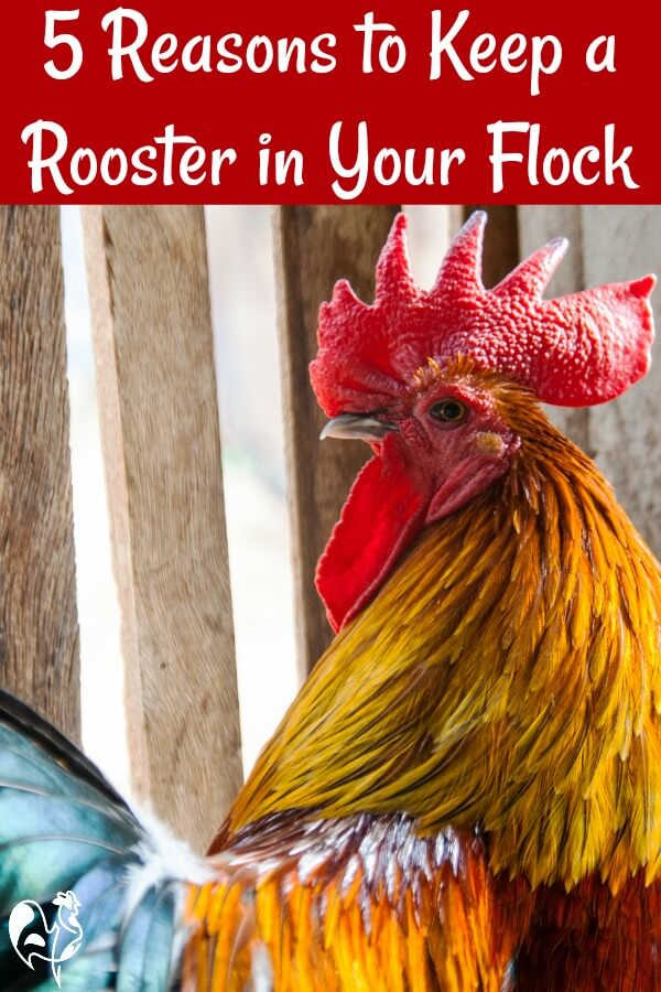 Benefits of a Rooster in the flock - Dine a Chook