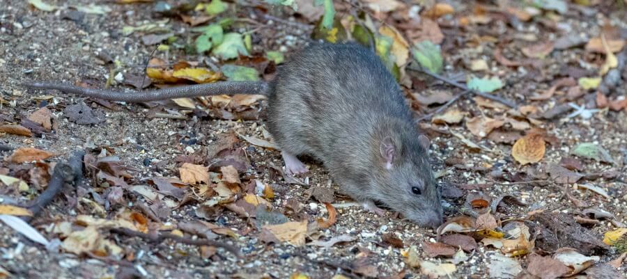 rat poison: is it safe to use in your chicken coop?