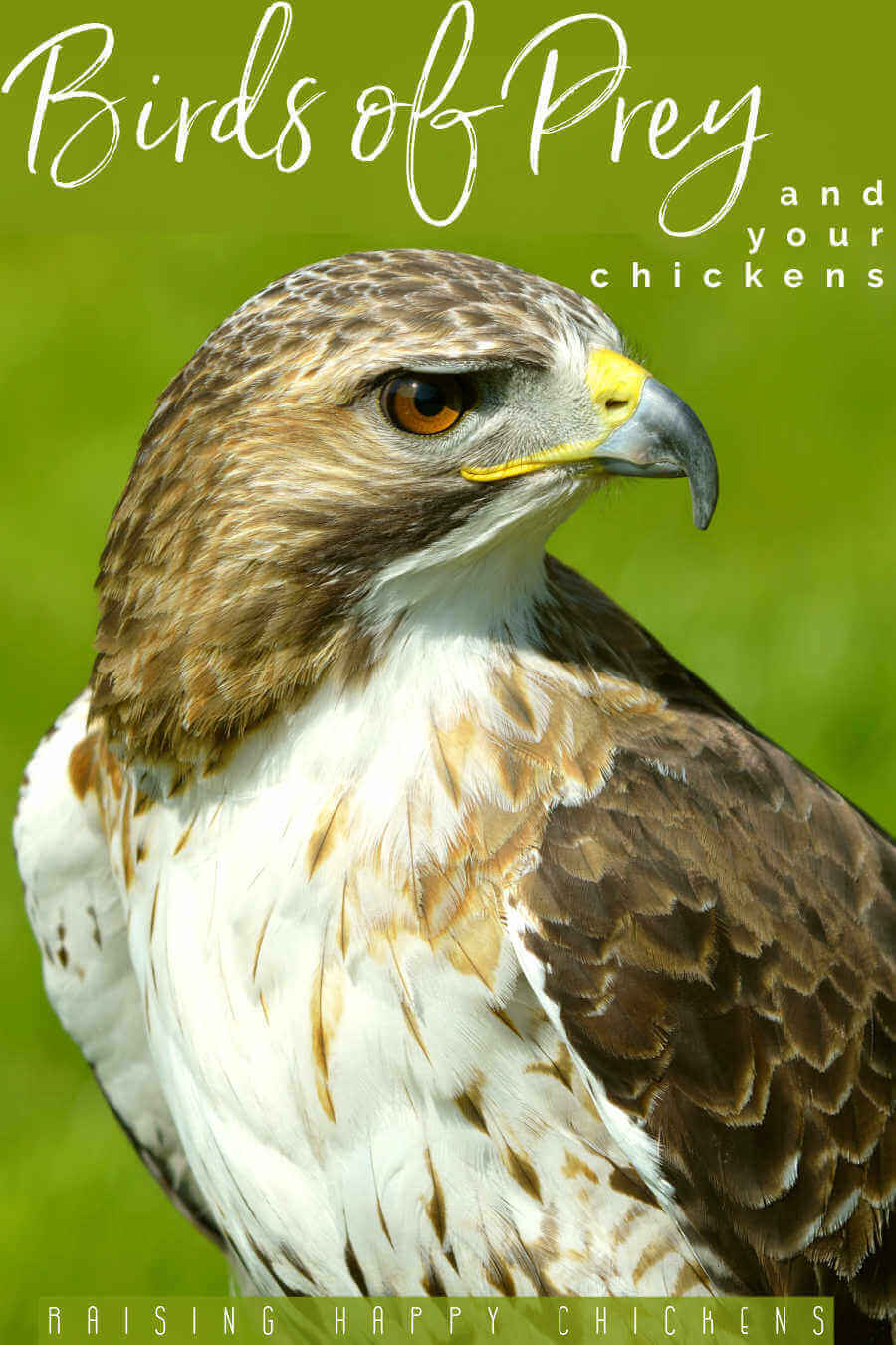 Birds of Prey in Pennsylvania – Facts, List, Pictures