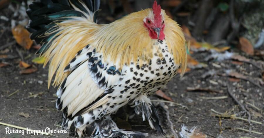 Hatching Chicken Eggs For Sale Where To Find The Best