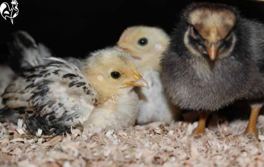 Des poussins se reposent sur une litière d'élevage de copeaux de pin.