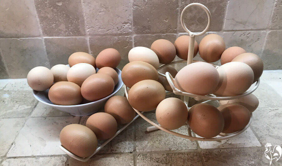 Mis huevos marrones de mis gallinas Red Star, en mi huevera.