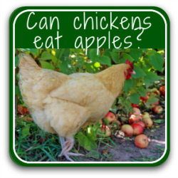 Can chickens eat apples? Find out by clicking the button.