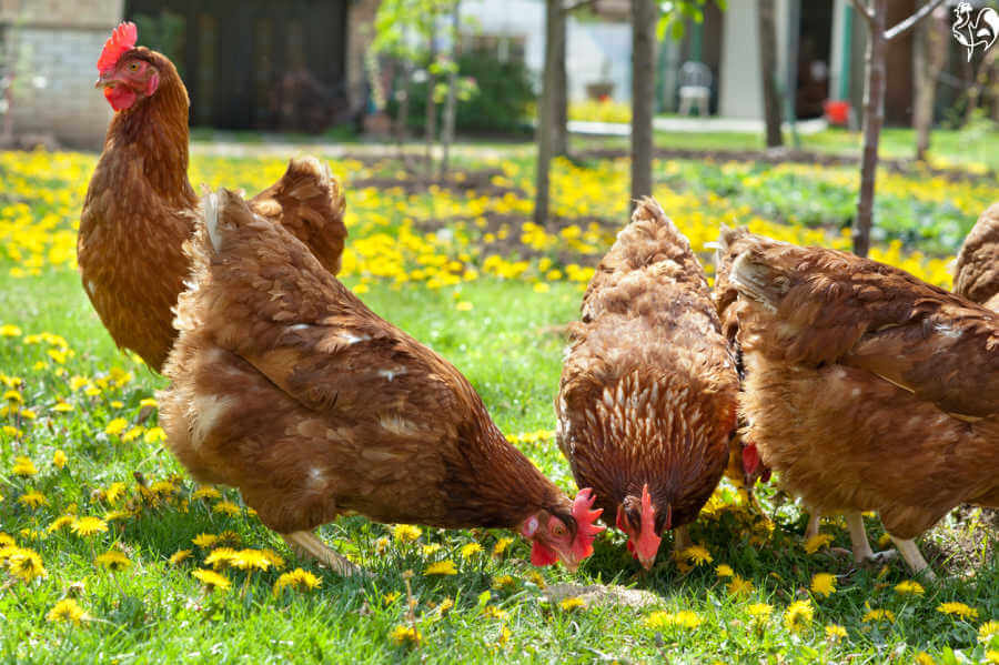 Chickens not laying eggs? Here are ten possible reasons.