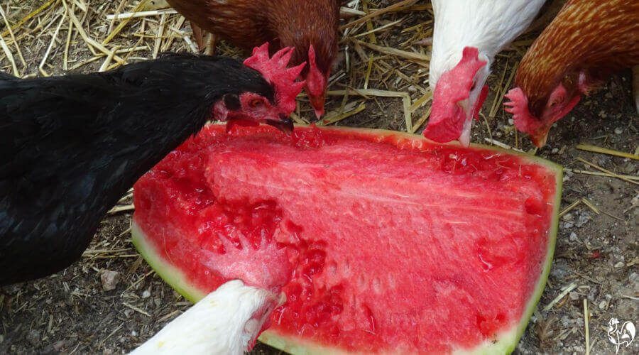 Can chickens eat watermelon? Find out why they should, here.