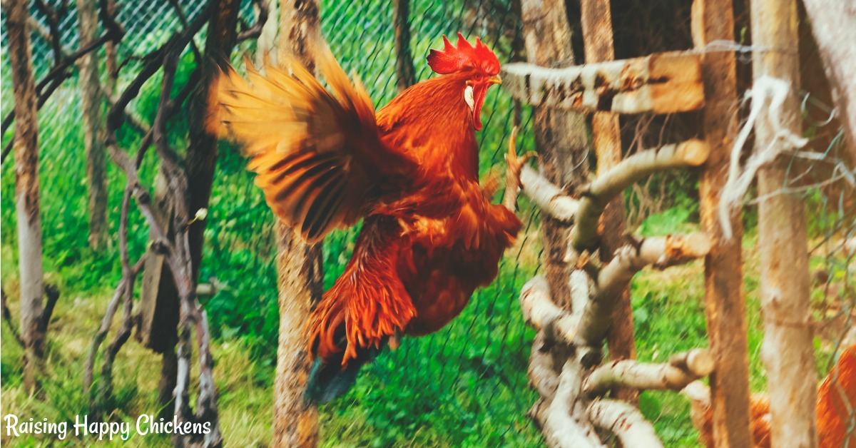 Gallo che vola sopra la recinzione bassa.