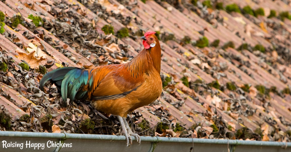 Rooster bosatte sig på et højt tag.