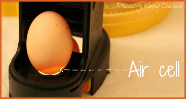 a-guide-to-the-different-parts-of-an-egg-sauder-s-eggs