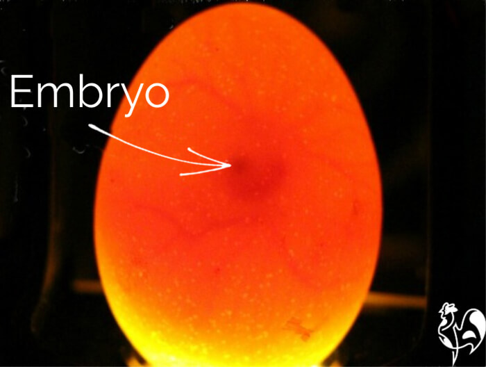 Chicken Egg Candler Poultry Hatching Egg Tester Bright LED Light Cool