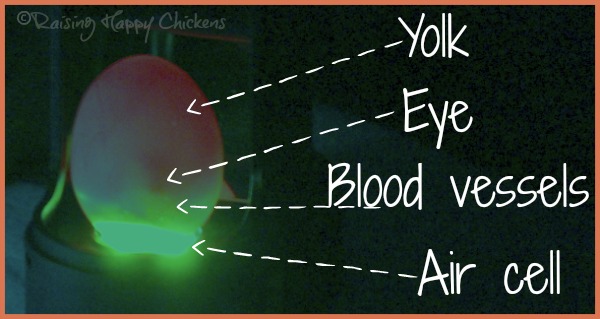 How to incubate an egg: day 12 of a day-by-day guide.