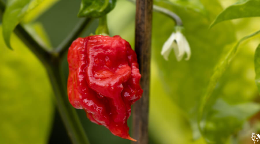 Chili Peppers 101: Nutrition Facts and Health Effects