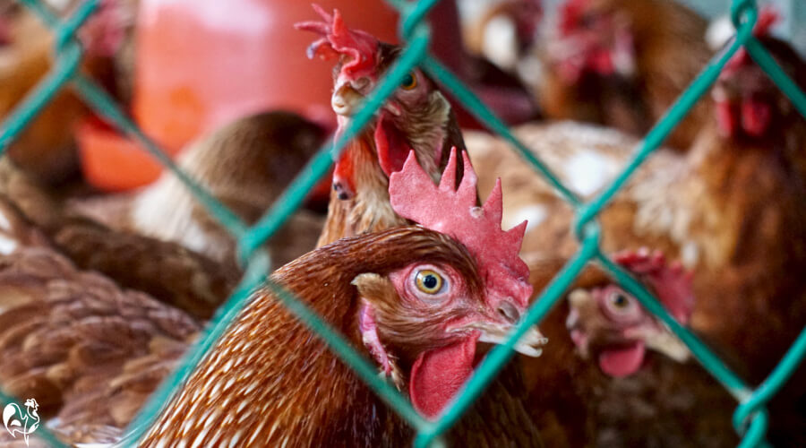 Poultry Hexagonal Fence Plastic Stretch Breeding Chicken Net