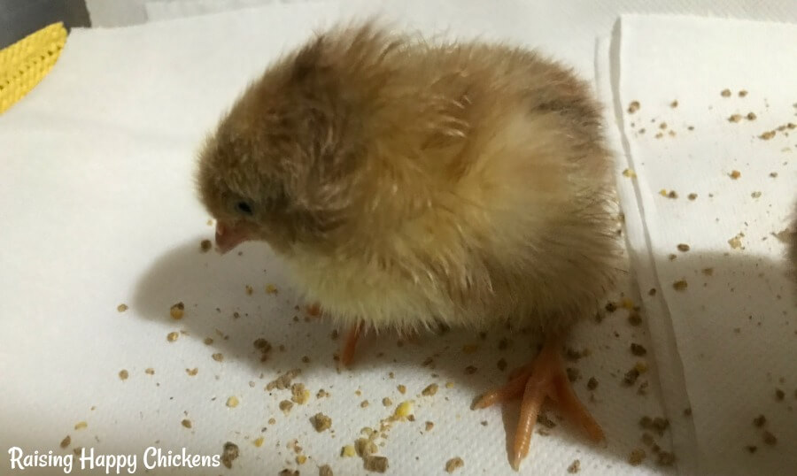 One day old chick investigating grains of food.