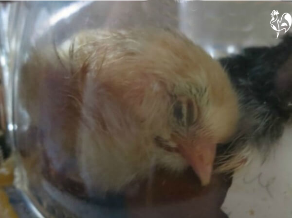 baby chicks hatching in incubator
