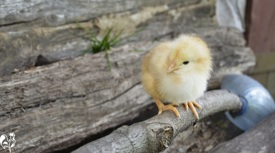 Un poussin se perche sur une branche de pin.