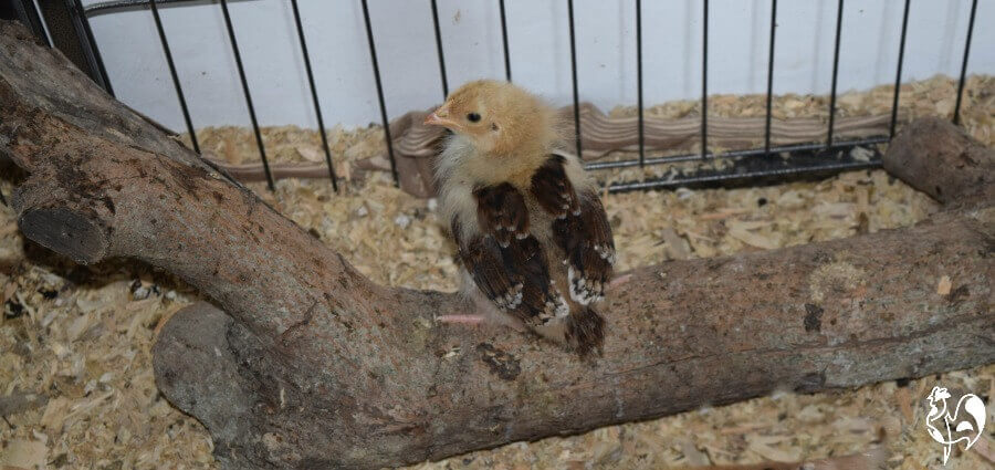 Un pollito de Sussex moteado de tres semanas posado.