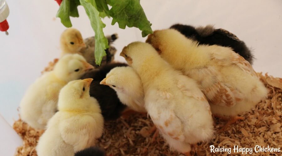 Chicks playing with a lettuce as a treat.