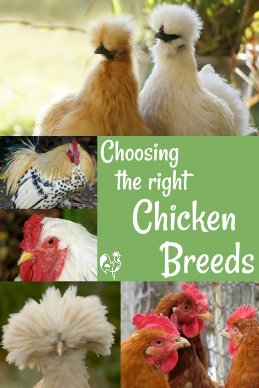 Backyard chicken breeds - with pictures!