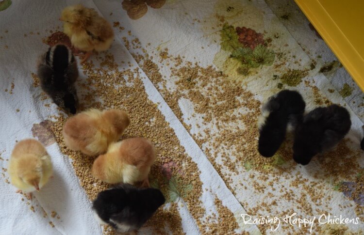 Baby chicks eating