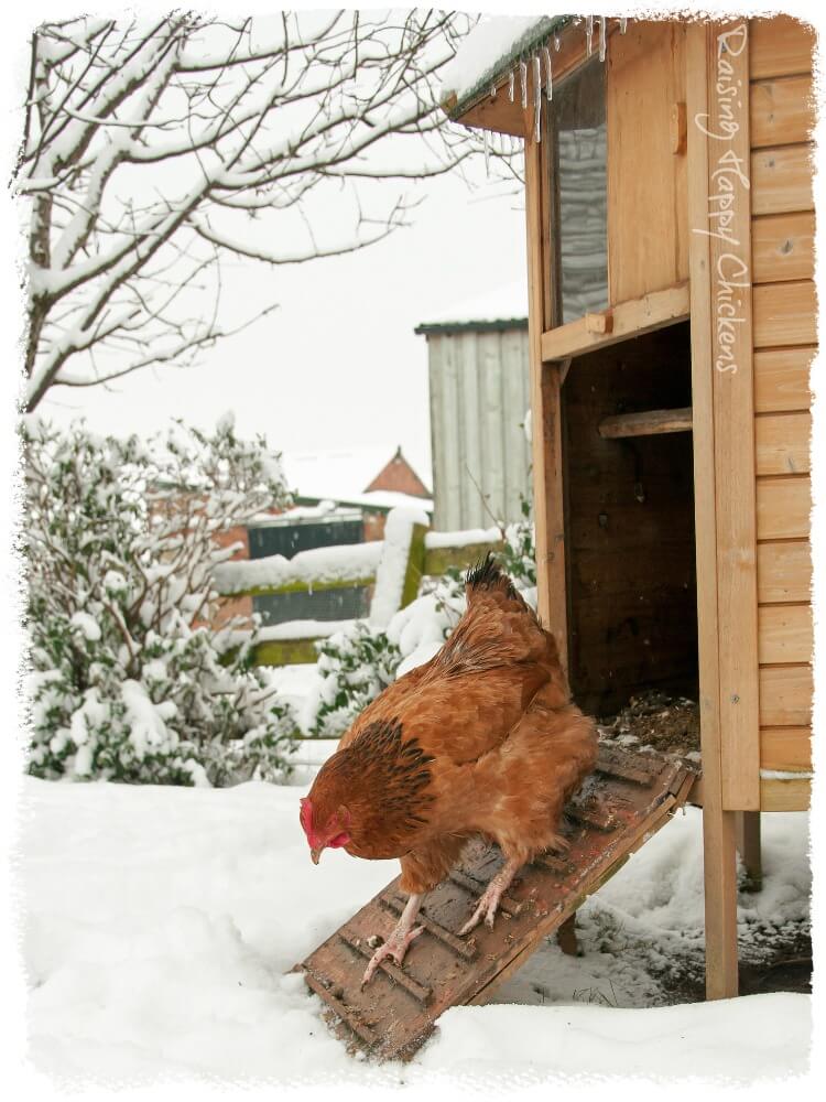 Backyard chickens and frostbite.