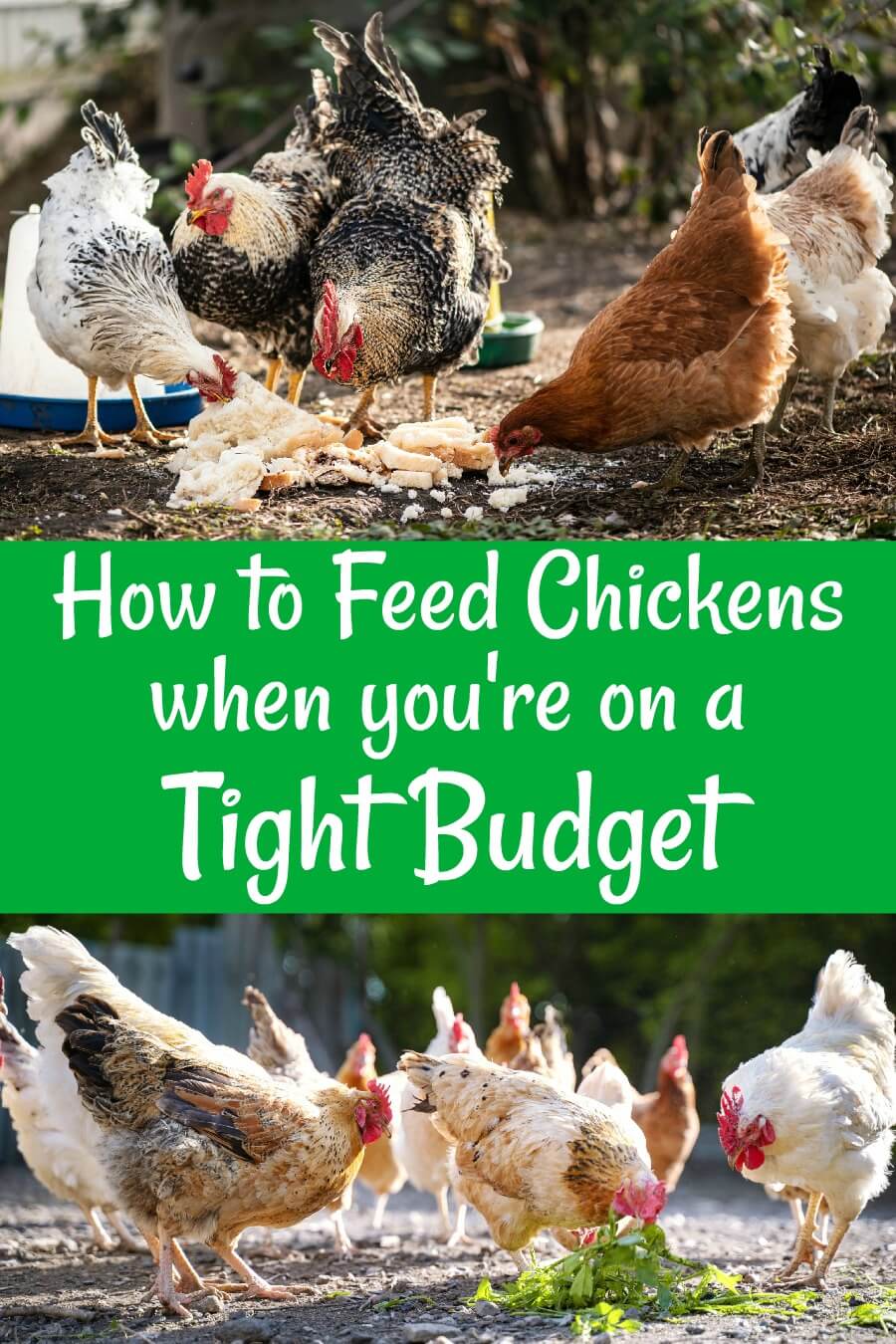 Download Chicken Food On A Budget