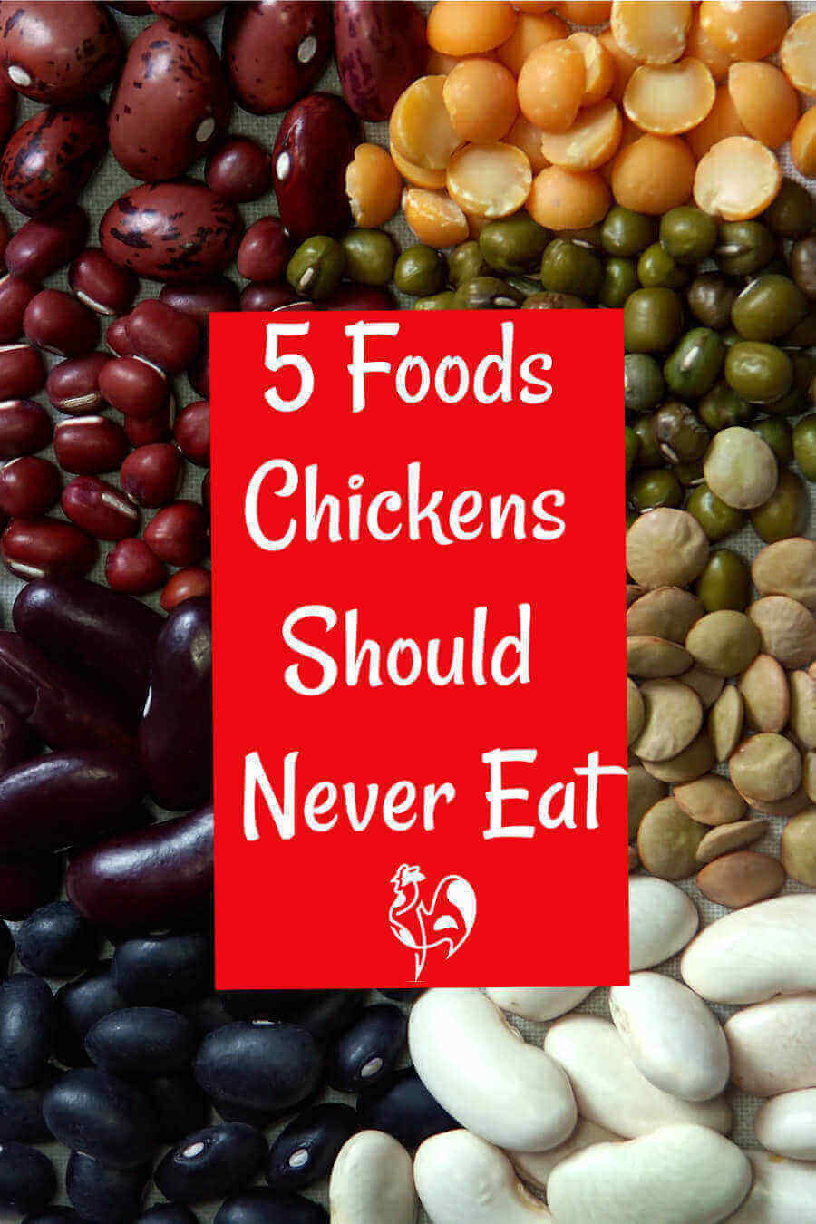 What Should Chickens Absolutely Not Eat 