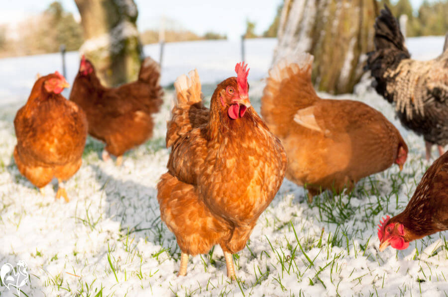 A monthly health check sheet to ensure your chickens' welfare.