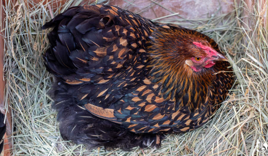Will blue kote help my rooster? : r/chickens