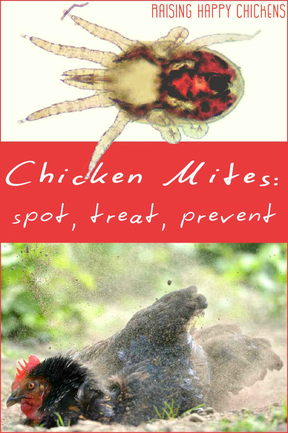 Chicken how to spot, treat and prevent.
