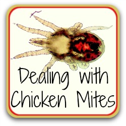 Dealing with chicken mites - link.