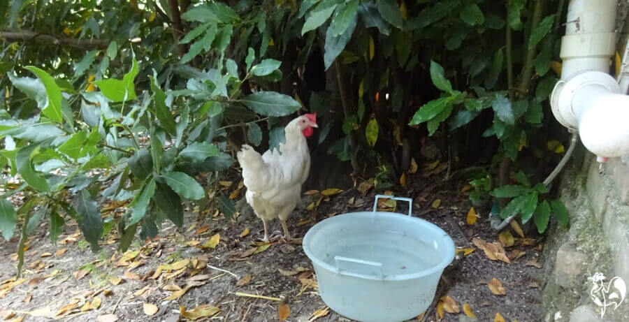 Do Chickens Drink Water 