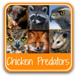 Chicken predators - link.