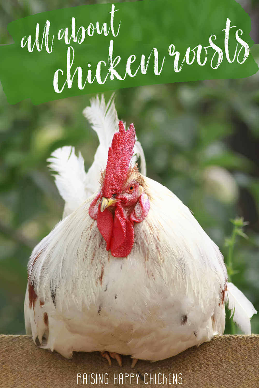 https://www.raising-happy-chickens.com/images/chicken-roost.jpg