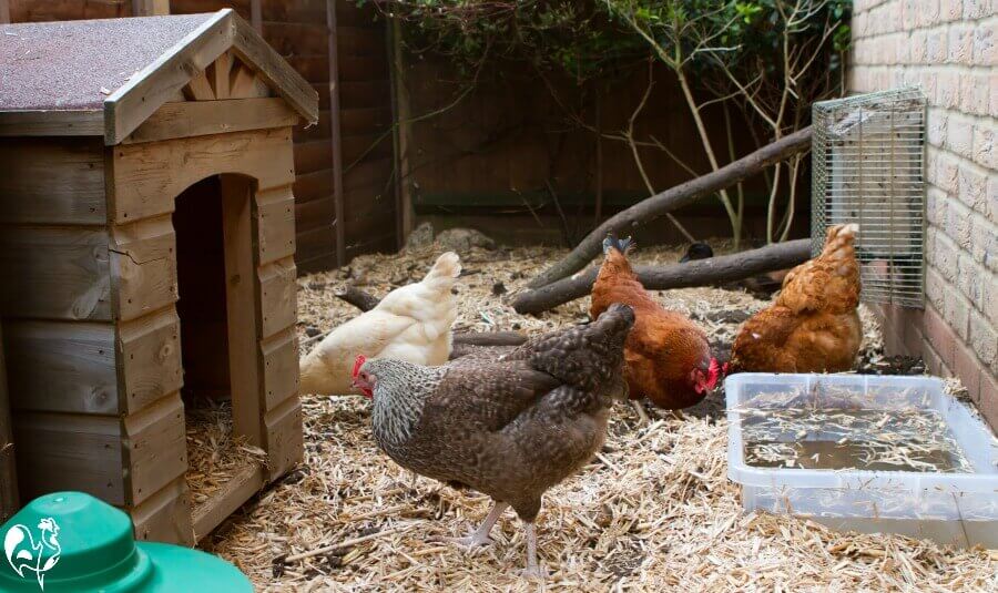 Why I put straw in my chicken run over the Winter