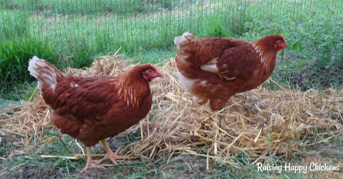 Lulu, il pollo sopravvissuto ad un attacco di due cani.