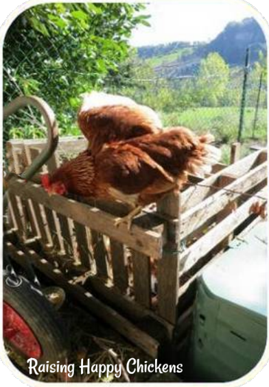 Mes poulets aiment voler sur le tas de compost pour se percher.