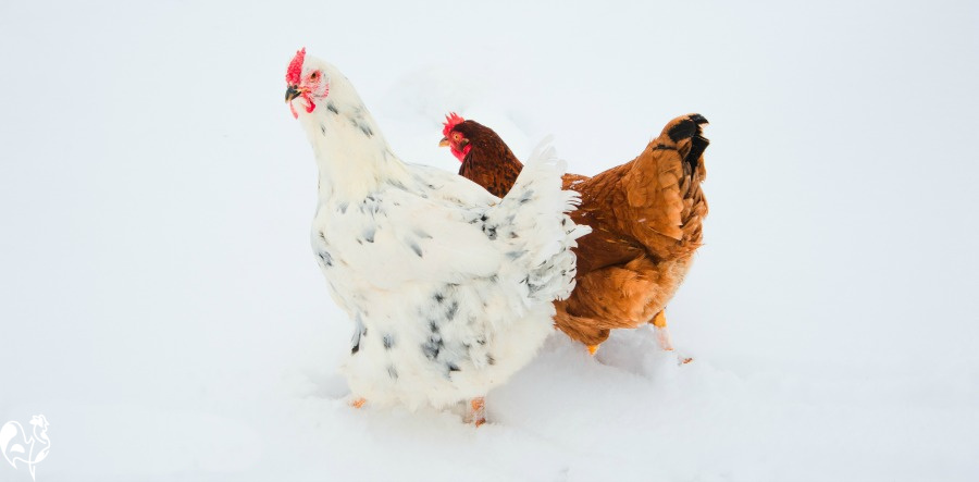 Backyard chickens, frostbite and how to minimise harm.