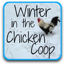 Winter in the chicken coop - link.