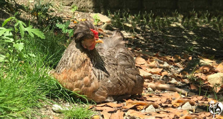 One of my Legbar hens sitting in the sun.